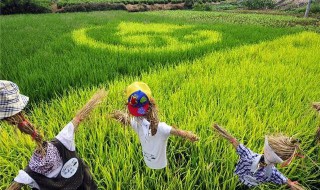 旱稻施肥的正确方法 旱稻施肥的正确方法是什么