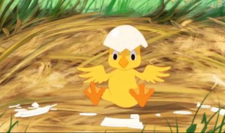 鸭子破壳的最佳方法 鸭子破壳的时候要帮它拿出来吗