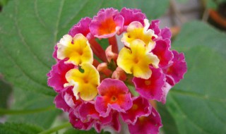 五色梅的施肥方法（五色梅的施肥方法图片）