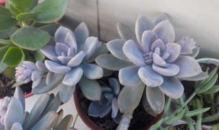 多肉的夏天养护方法 多肉的夏天养护方法有哪些