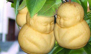 人参果为什么不能吃多（人参果吃多了没事吧）