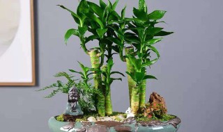 富贵塔的养护方法（富贵塔的养护方法是什么）