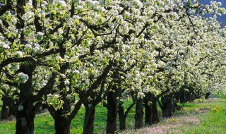 梨树的修剪方法（梨树的修剪方法视频）