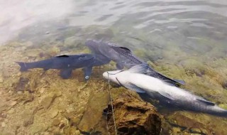 钓青鱼最有效的方法（钓青鱼最有效的方法视频）