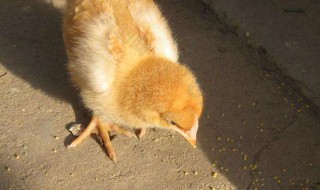 养殖小鸡的简单方法（养殖小鸡的简单方法有哪些）