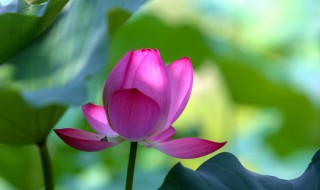 荷花的瓶养方法 怎么在玻璃瓶里养荷花