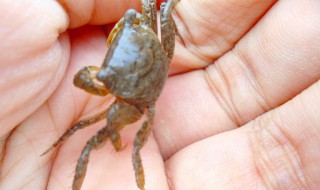 抓小螃蟹的方法大全（怎样抓小螃蟹）
