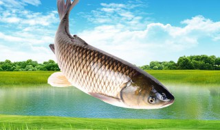 麦子钓草鱼的方法 钓草鱼用麦子打窝行不行