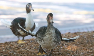 最快的喂鸭子方法（最快的喂鸭子方法图解）