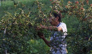 摘花椒的方法和步骤 摘花椒的做法