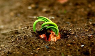 催发种子的方法 催种子发芽的方法