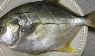 金鲳鱼的功效作用和禁忌 银鲳鱼的功效作用和禁忌