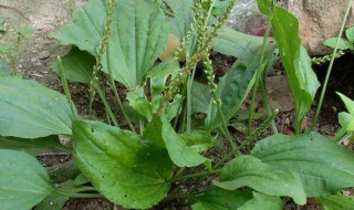 车前草的功效与禁忌（车前草的功效与禁忌何为湿热）