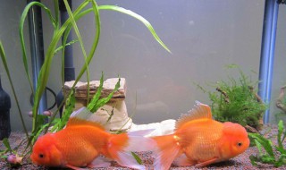 家里可以养什么风水鱼 家里养什么风水鱼最好