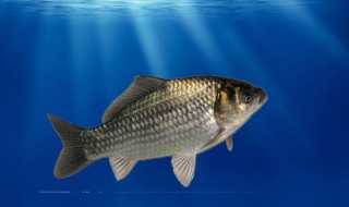 草鱼膘有什么功效（草鱼膘的功效）