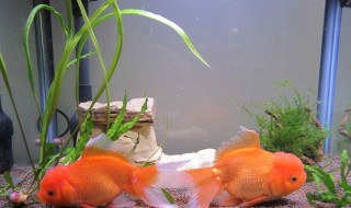 家里养什么风水鱼最好（家里养啥鱼风水最好）