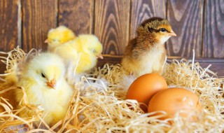 孵化小鸡该怎么办（小鸡孵化出来怎么办）