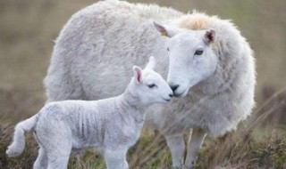 什么东西给羊下奶最有效（奶羊吃什么下奶）