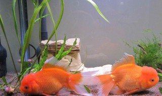 办公室养什么风水鱼好 办公室风水鱼养什么鱼好