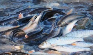 吃鱼忌什么食物相克 吃鱼忌吃什么