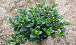 怎么养金鱼吊兰（怎么养金鱼吊兰小视频）