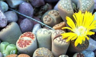 怎么养生石花（怎样养生石花）