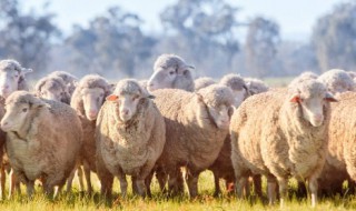 羊毛怎么做毛毡（如何做好羊毛毡）