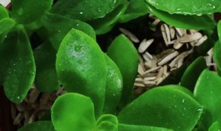 景天的养护方法（景天的养殖方法和注意事项）