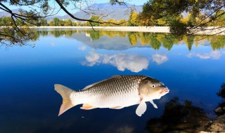 立秋后怎么钓鱼（立秋后怎么钓鱼子什么时间）