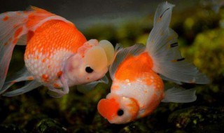 怎么养金鱼不容易死（养什么金鱼不容易死）