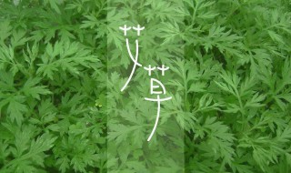 艾叶洗脸有什么好处 用艾叶洗脸好吗