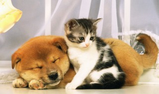 宠物托运怎么办理（火车宠物托运怎么办理）