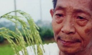袁隆平怎么发现水稻的（袁隆平发现水稻的故事概括100）