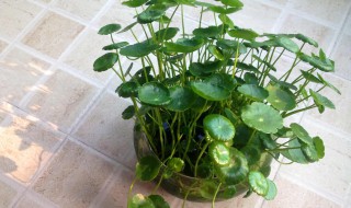 铜钱草太密了怎么分盆 水培铜钱草太密了怎么分盆