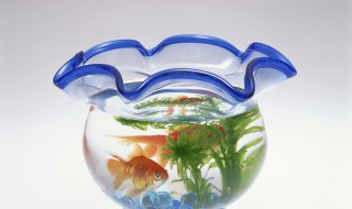 快速杀死小瓜虫方法（快速杀死小瓜虫方法食用盐）