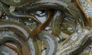 无土养殖泥鳅池的建造 水泥池无土养殖泥鳅