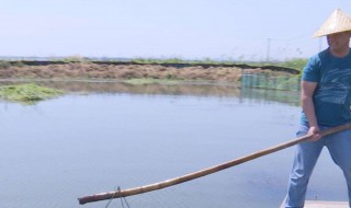 田里怎么养龙虾 农田可以养小龙虾吗