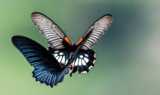 蝴蝶飞进家里的预示 蝴蝶飞进家里的预示什么意思