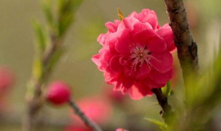 怎么样桃花运会好 怎么样有桃花运