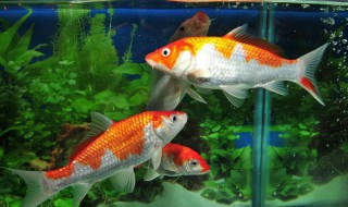 怎么养鱼招财 怎么养鱼招财聚财