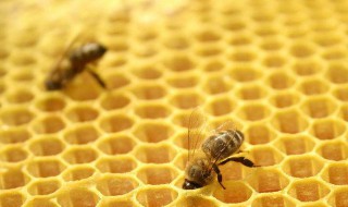 吃蜂胶的好处与禁忌 蜂胶的作用与禁忌