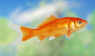 怎么养鱼缸青苔（怎么养鱼缸青苔藻）