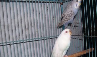 冬天怎么养鹦鹉（冬天怎么养鹦鹉鸟）
