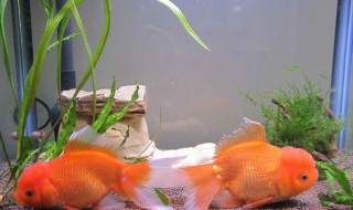 怎么养金鱼的技巧 怎么养金鱼的技巧和方法