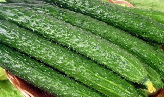 黄瓜和青瓜的区别 黄瓜和青瓜的区别图片