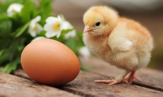 孵小鸡要怎么选鸡蛋（孵小鸡要怎么选鸡蛋呢）