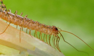 蚰蜒是从哪里进家里来（蚰蜒是从哪里进屋的）