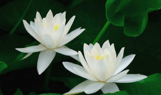 白莲花什么意思形容人（白莲花是什么意思形容人）