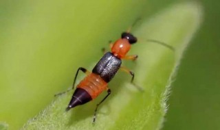 被隐翅虫咬了怎么办 被隐翅虫咬了怎么办 症状