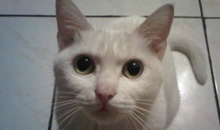 梦见猫是什么预兆 梦见猫是什么预兆 女性